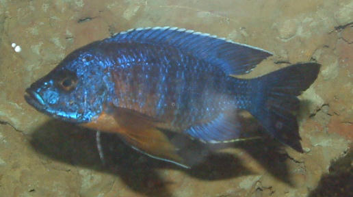 Aulonocara jacobfreibergi